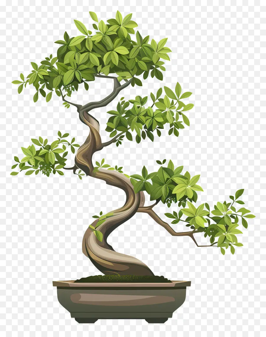 Uma árvore Bonsai，Folhas Verdes PNG