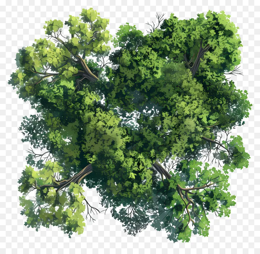 Dossel Da Floresta，árvore Verde PNG