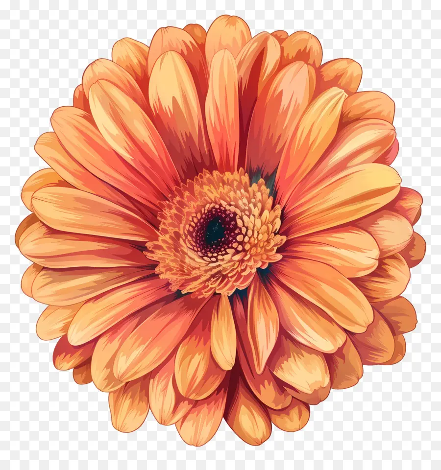 Flor Gerbera Daisy，Flor Da Laranja PNG