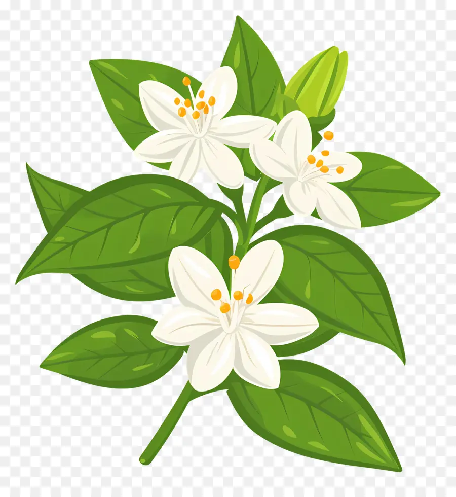 Jasmim，Planta De Folhas Verdes PNG