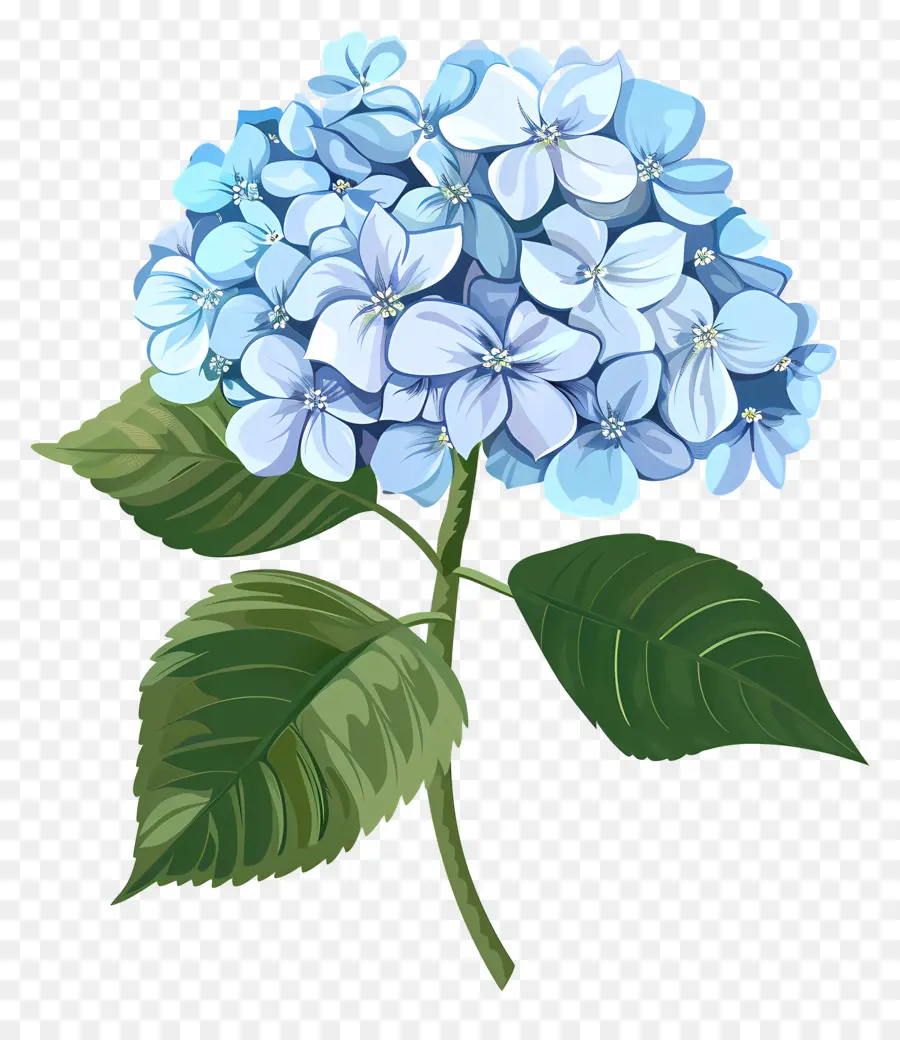 Hortênsia Flor，Hidrangea Azul Claro PNG