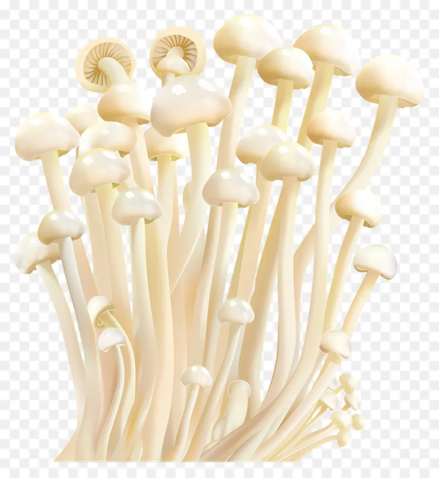 Cogumelos Enoki，Cogumelos PNG