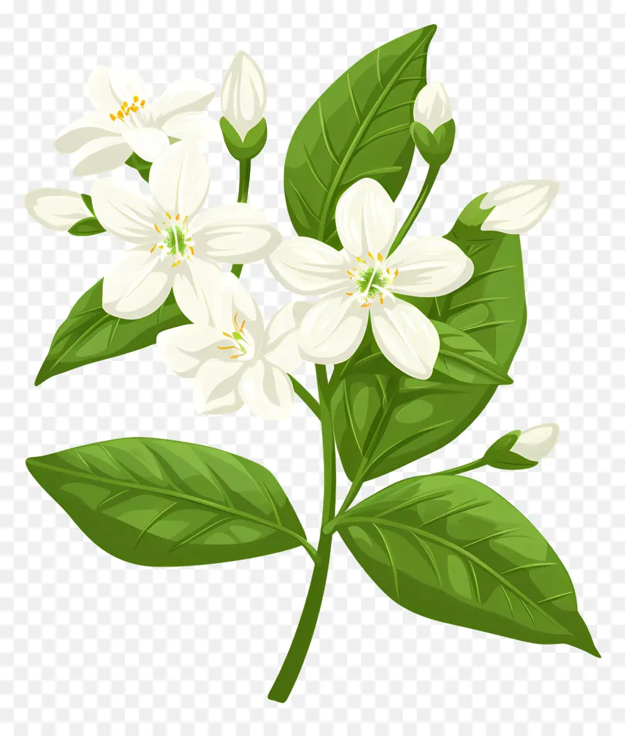 Jasmim，Flor Branca PNG