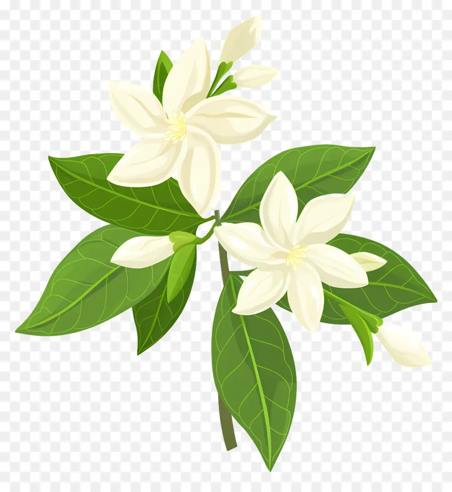 Jasmim，Flor Branca PNG