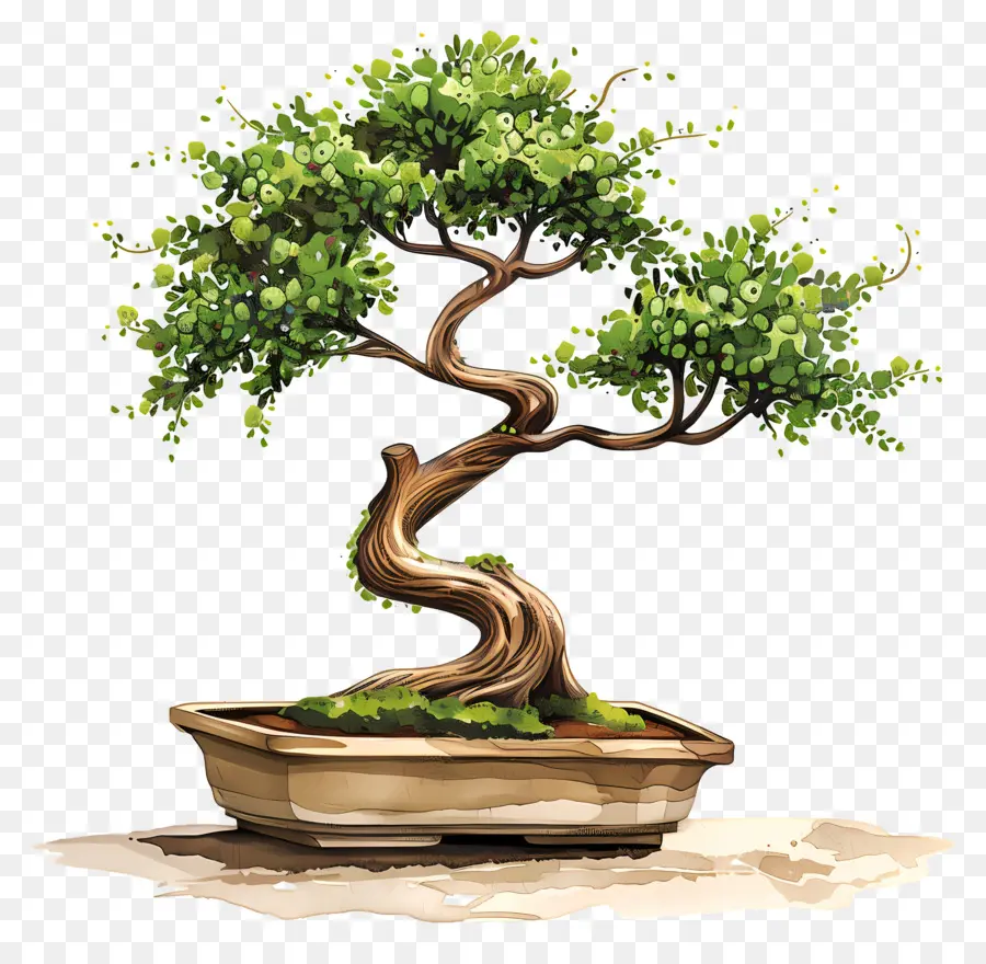 Uma árvore Bonsai，Ilustração Em Aquarela PNG