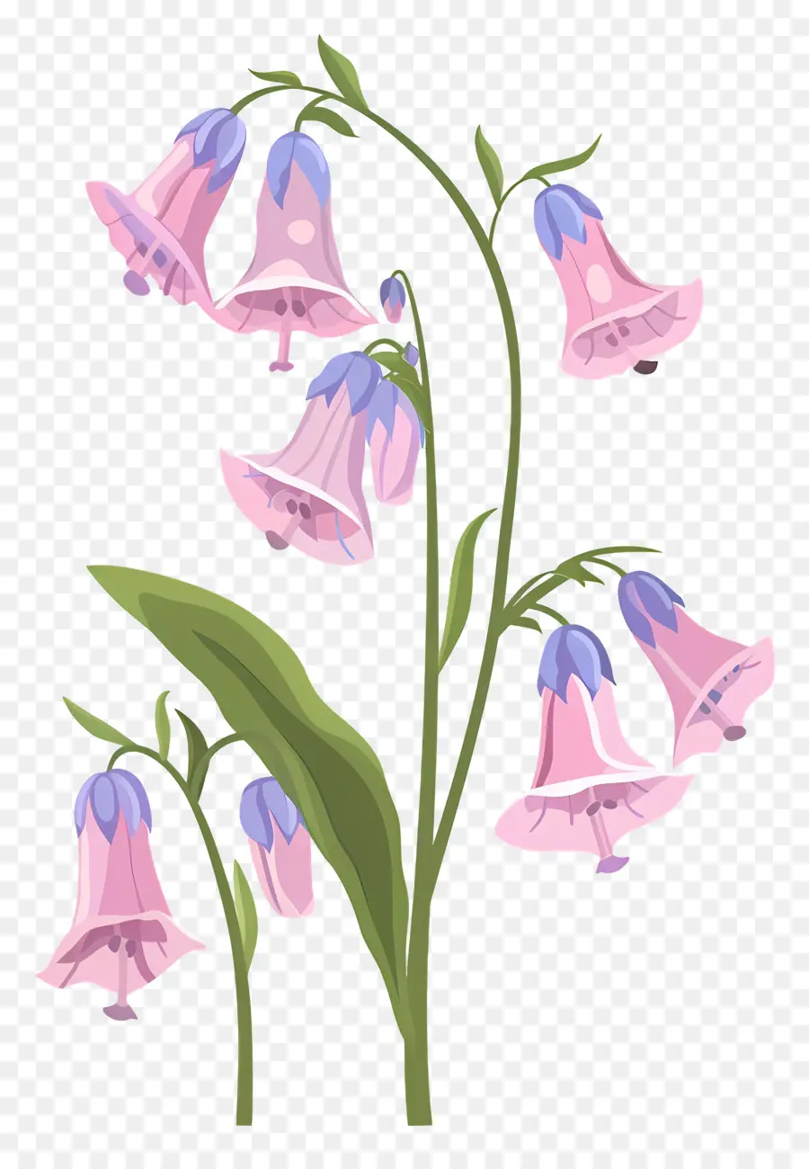 O Bluebells，Flores Cor De Rosa PNG