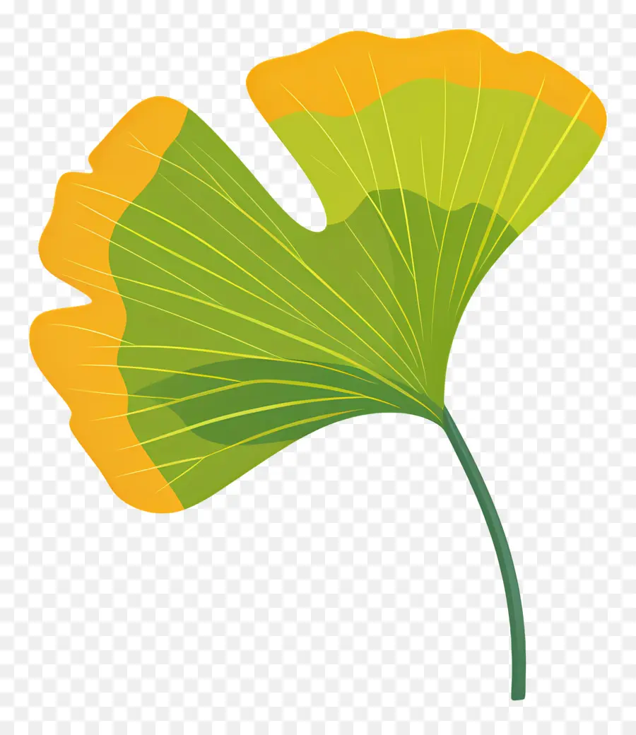 Ginkgo Folha，Ginkgo Biloba PNG