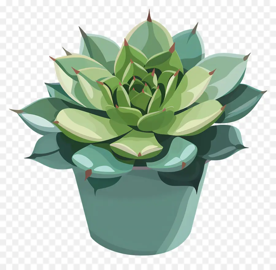 Suculenta Planta，Folhas Verdes PNG