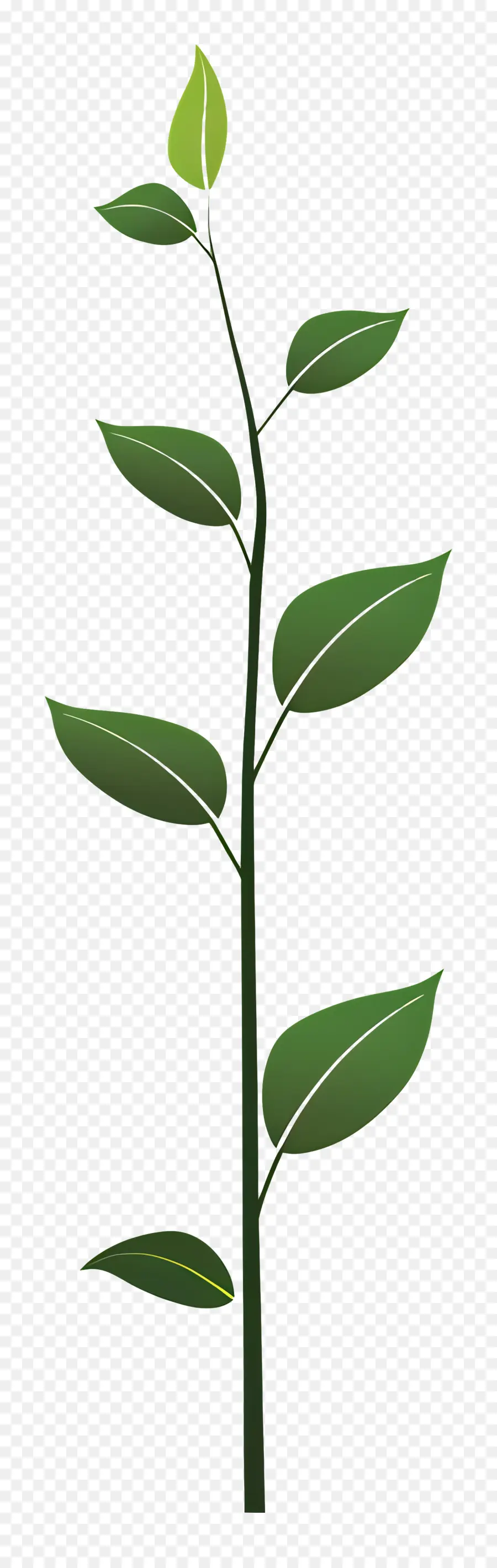 Planta De Haste，Planta De Folhas Verdes PNG