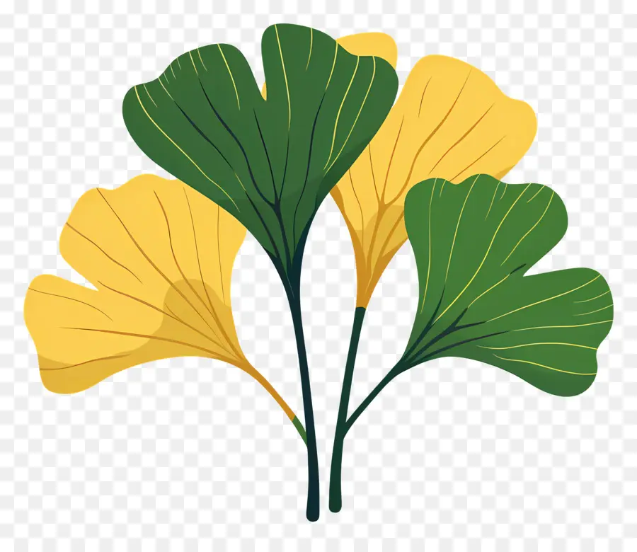 Ginkgo Folha，árvore De Ginkgo PNG