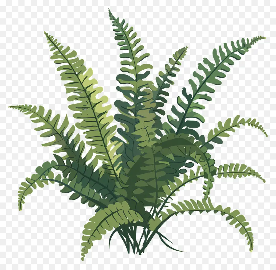 Fern Plant，Planta PNG