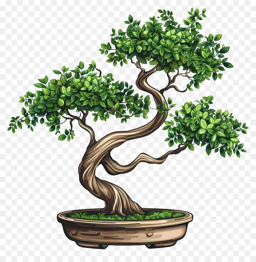 Uma árvore Bonsai，Black Background PNG