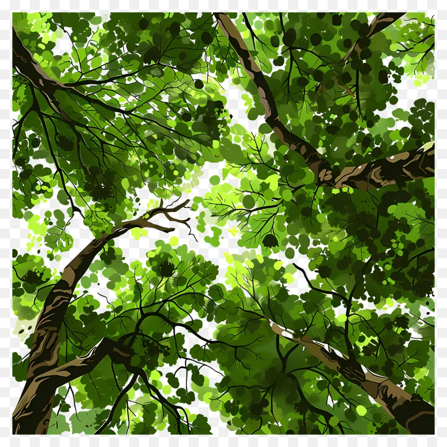 Dossel Da Floresta，árvores Verdes PNG
