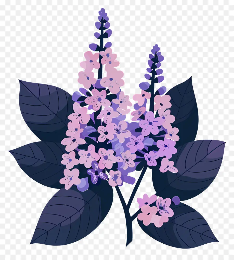 Lilaça Estética，Planta Escura PNG