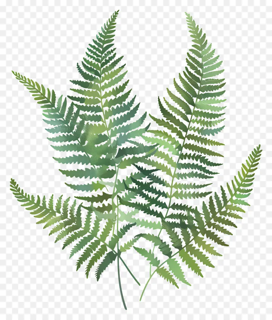 Fern Plant，Folha De Samambaia PNG