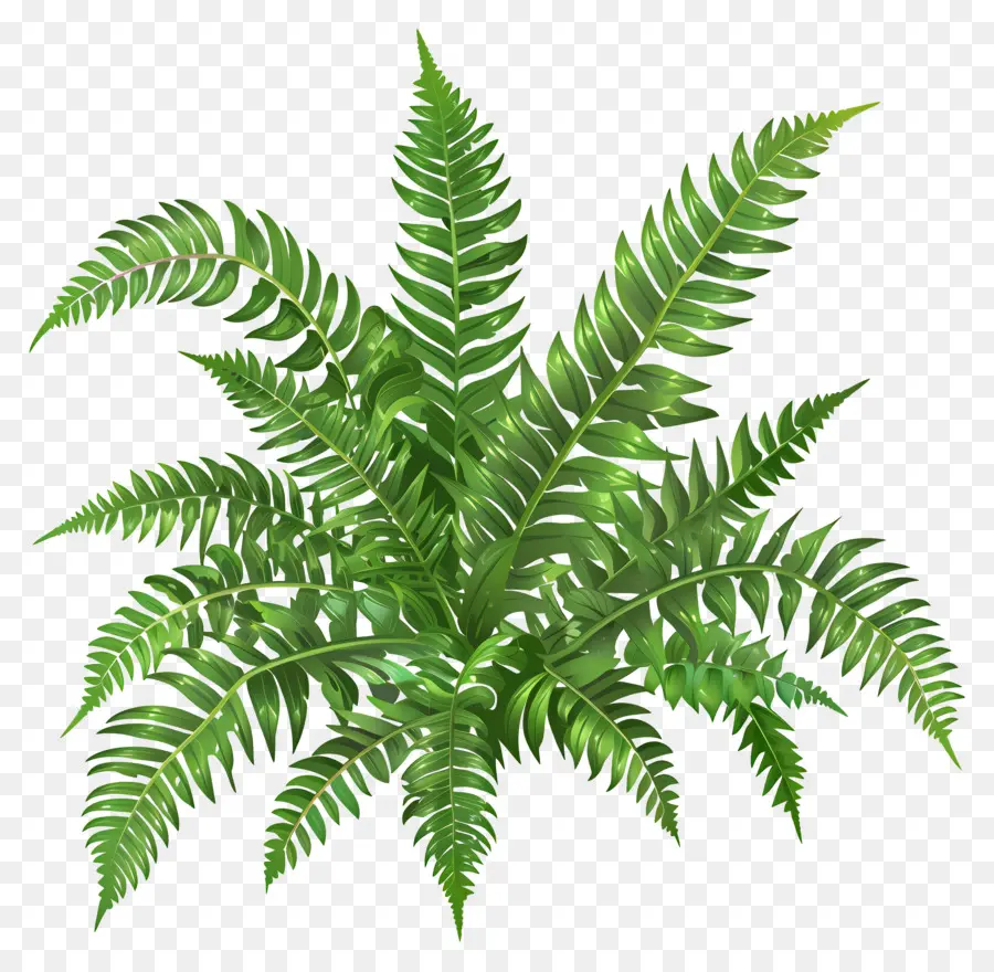 Fern Plant，Fern PNG