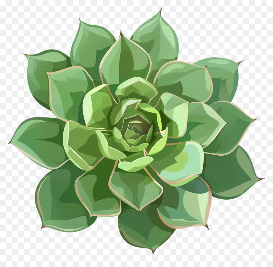 Suculenta Planta，Folhas Verdes PNG