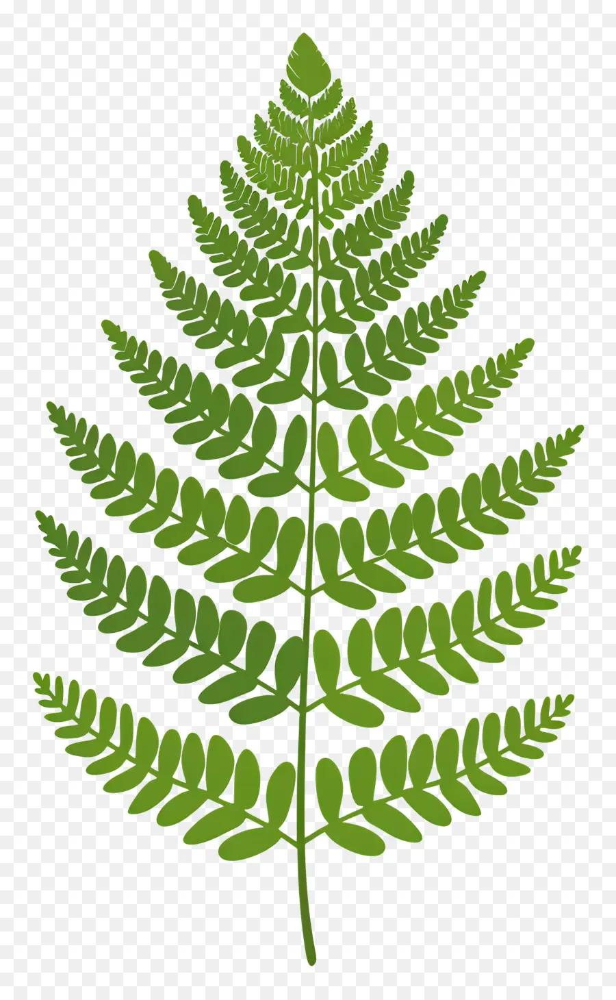 Fern Plant，Folha De Samambaia PNG