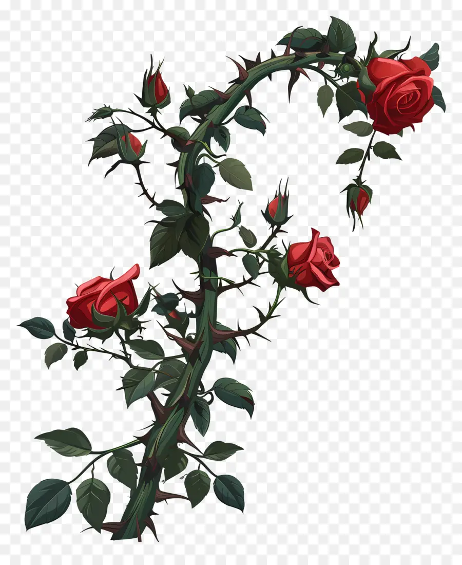 Espinhos Da Roseira，Rosas Vermelhas PNG