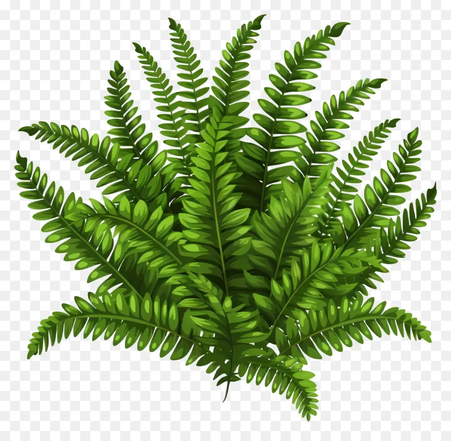 Fern Plant，Folha De Samambaia PNG