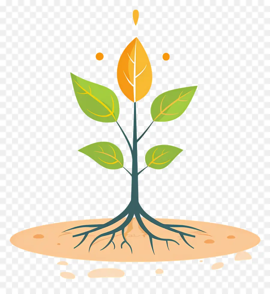 Raiz Da Planta，O Crescimento Da Planta PNG