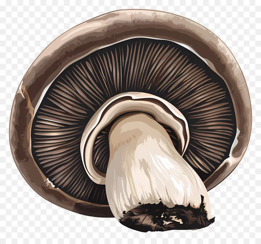 Cogumelo Portobello，Cogumelo PNG