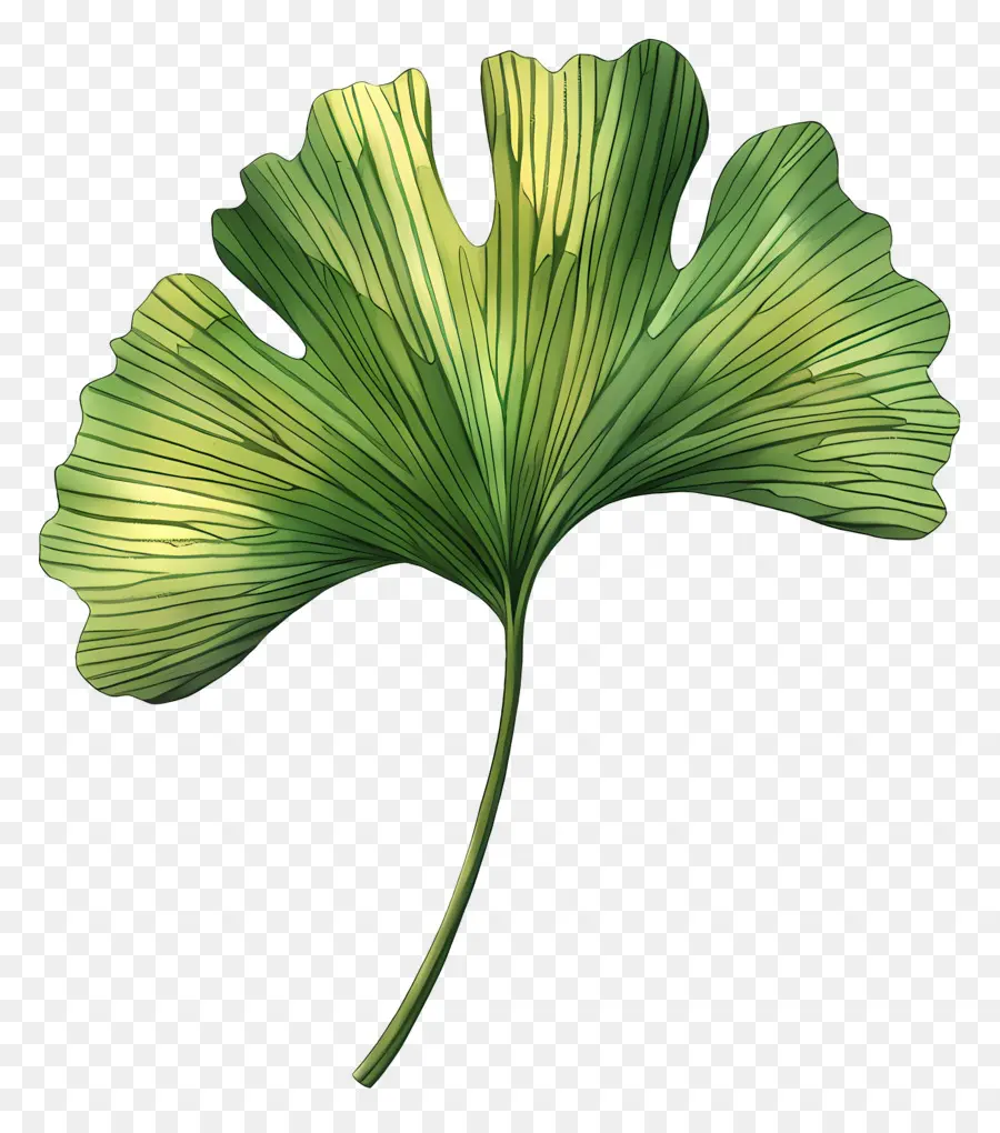 Ginkgo Folha，Ginkgo Biloba PNG