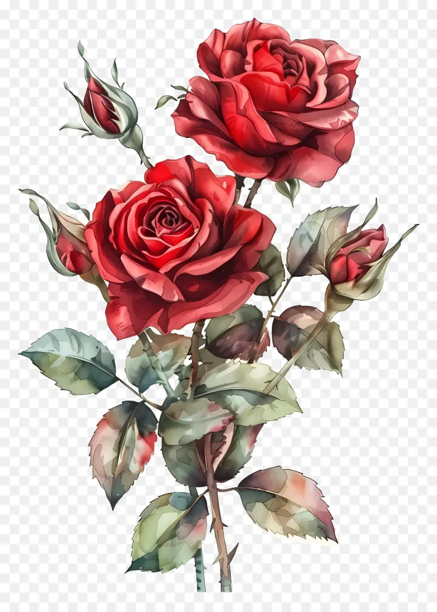 Rose Bouquet，Rosas Vermelhas PNG