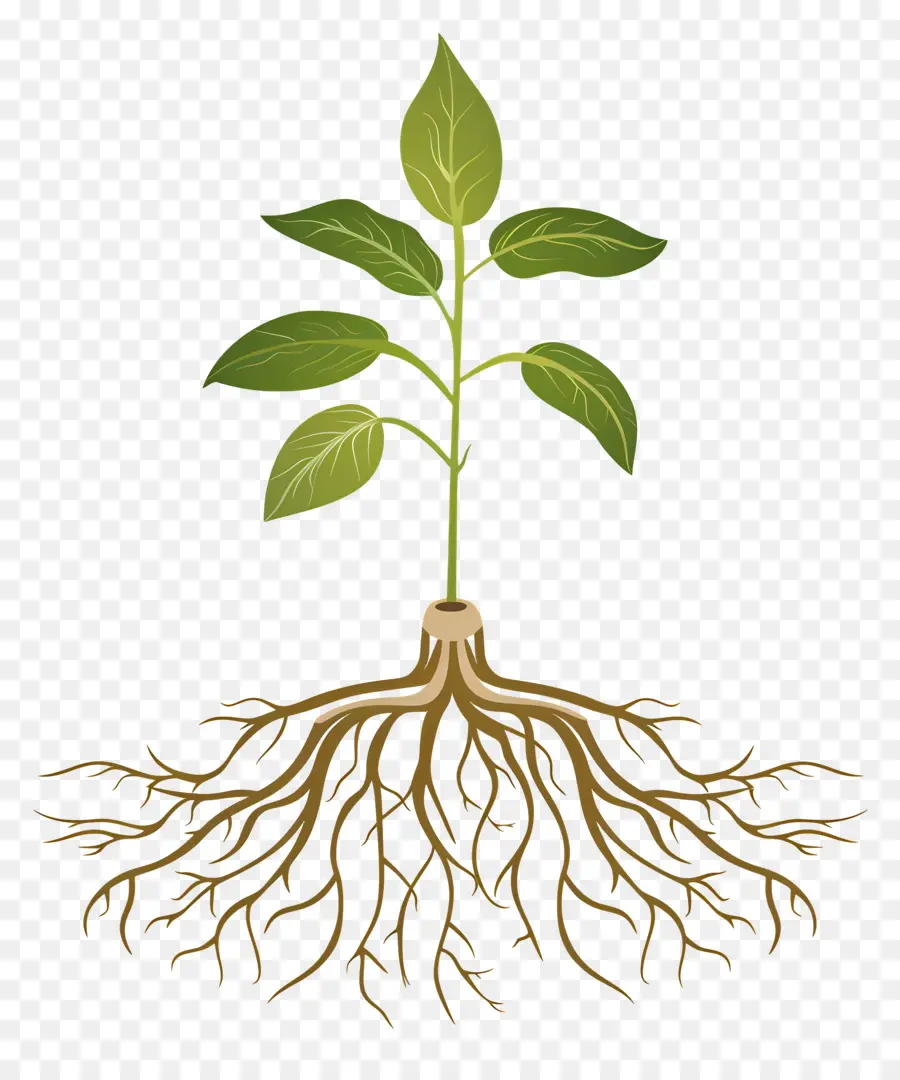 Raiz Da Planta，árvore PNG