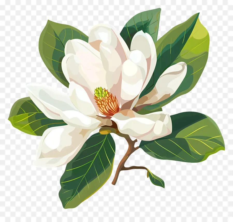 Flor De Magnolia，Flor De Mallo  Mallo Branco PNG