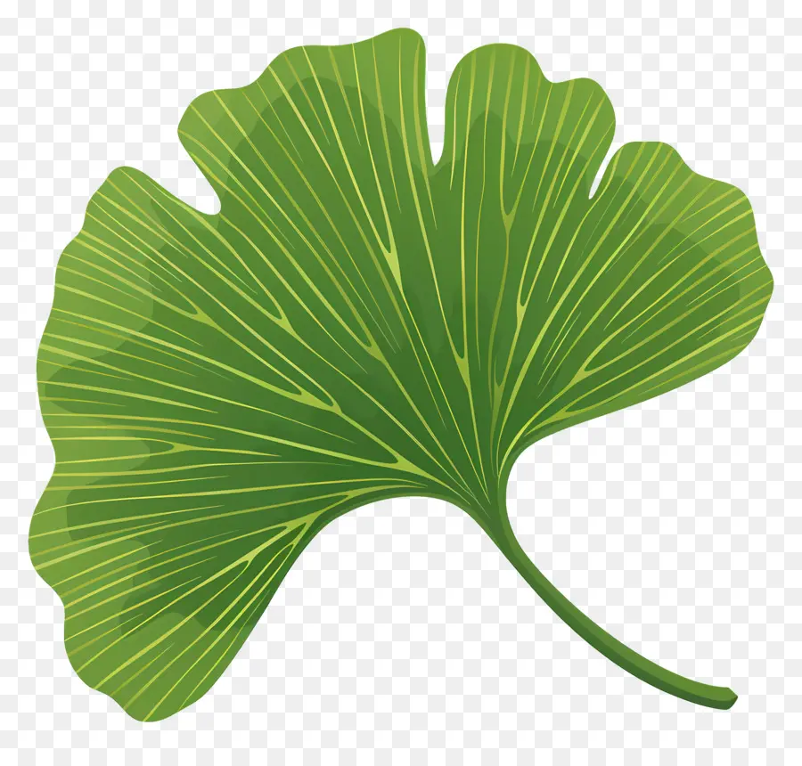 Ginkgo Folha，Folha De Plantas PNG