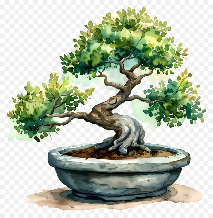 Uma árvore Bonsai，Pote De Cerâmica PNG