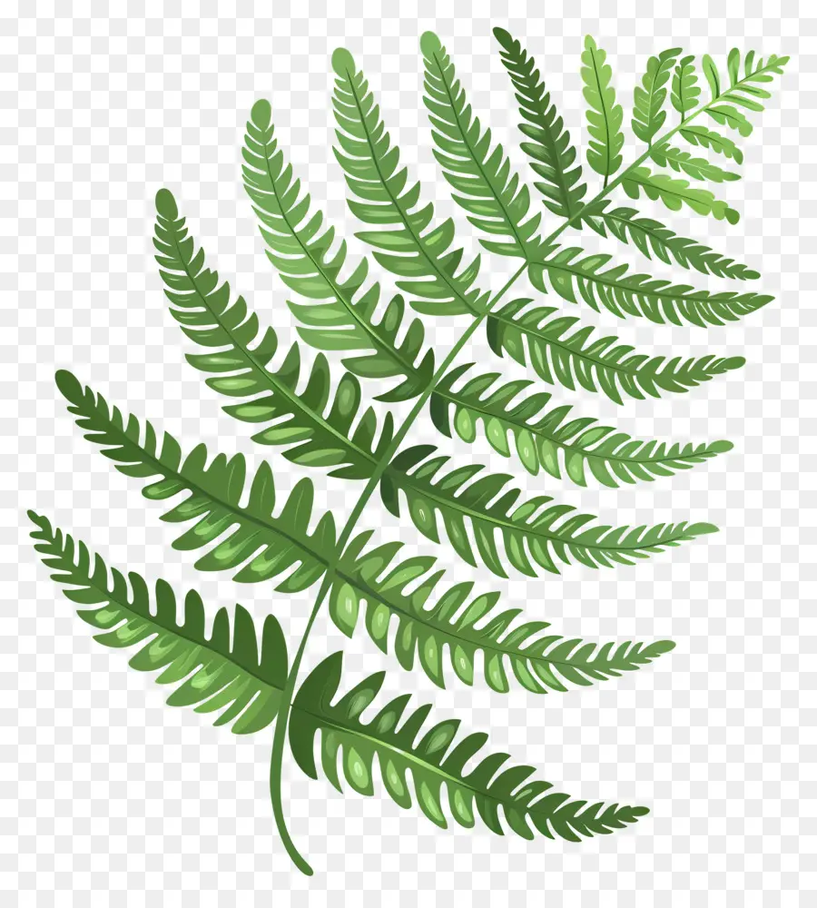 Fern Plant，Folha De Samambaia PNG