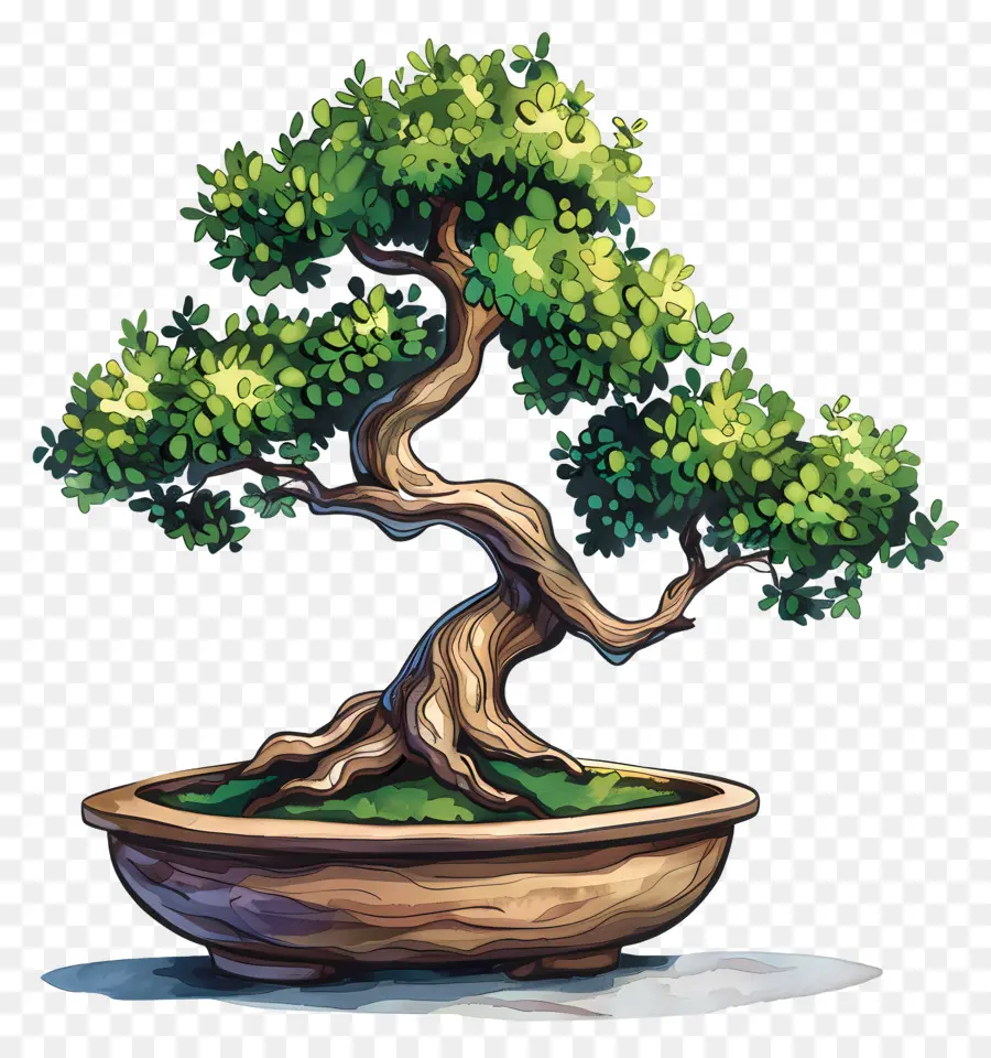 Uma árvore Bonsai，Pote PNG