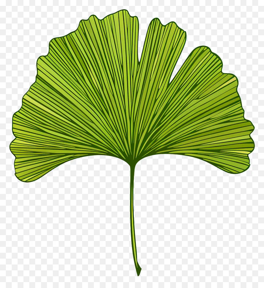 Ginkgo Folha，Ginkgo Biloba PNG