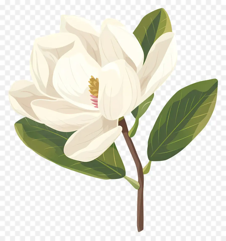 Flor De Magnolia，Flor Branca PNG