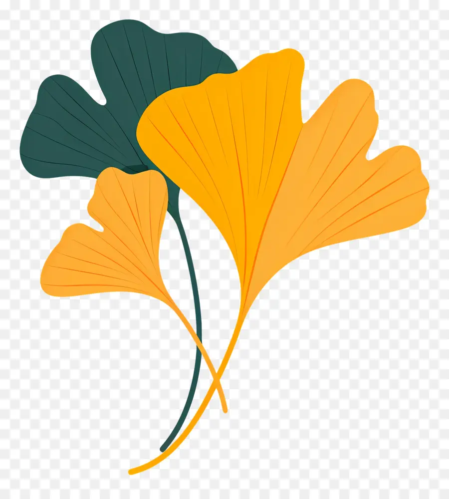 Ginkgo Folha，árvore De Ginkgo PNG