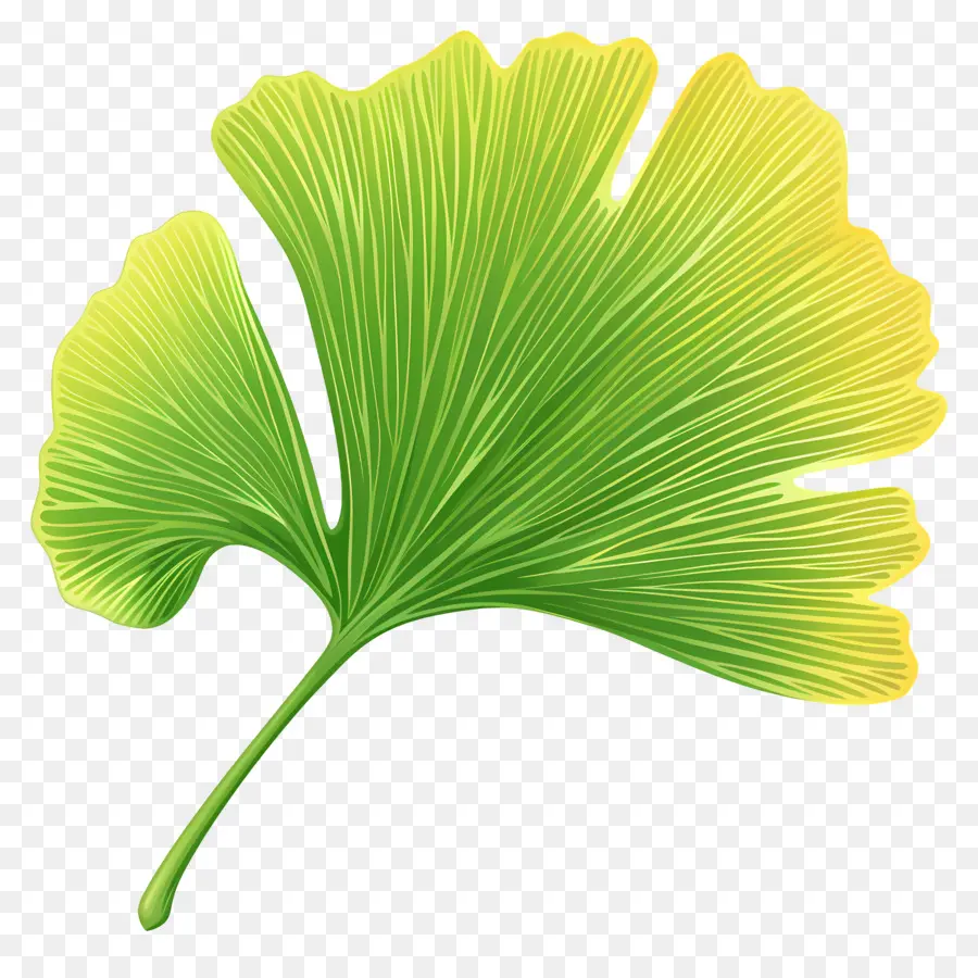 Ginkgo Folha，Ginkgo Biloba PNG