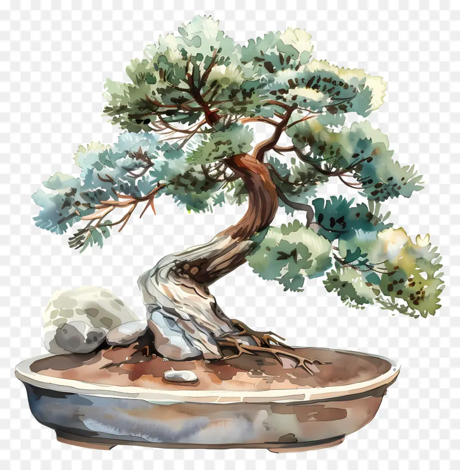 Uma árvore Bonsai，Velho Bonsai PNG
