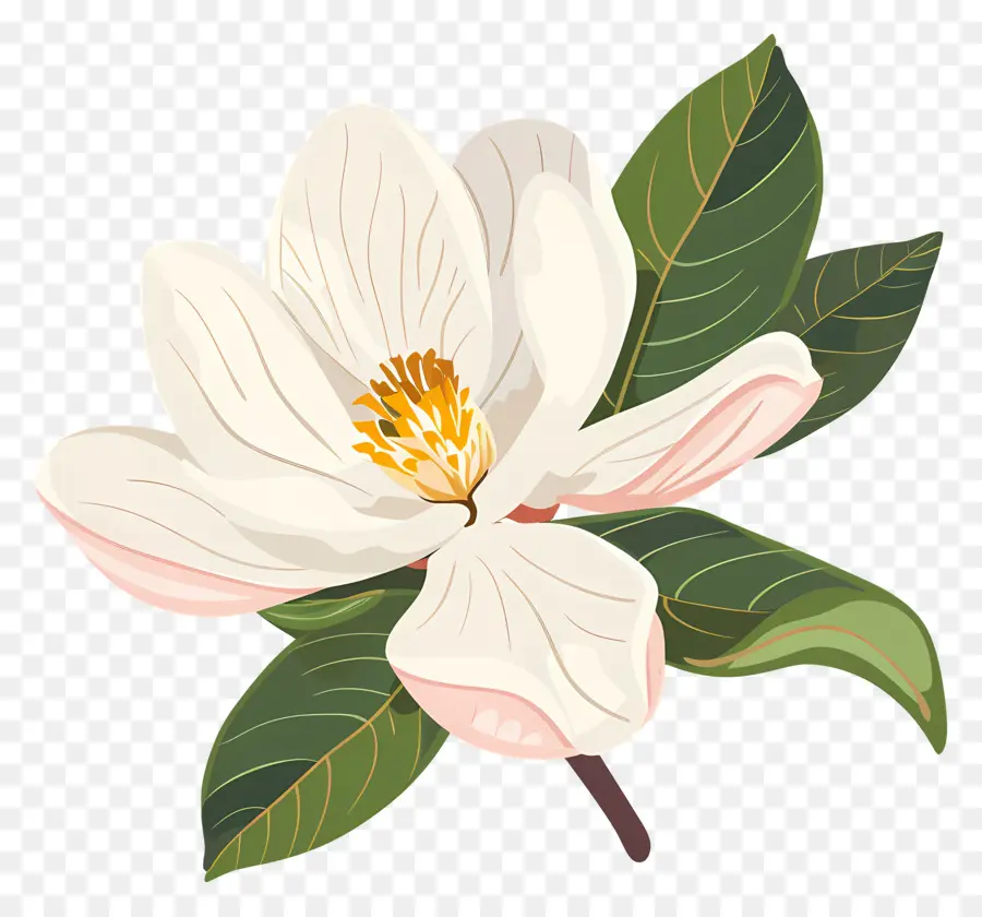 Flor De Magnolia，Flor Branca PNG