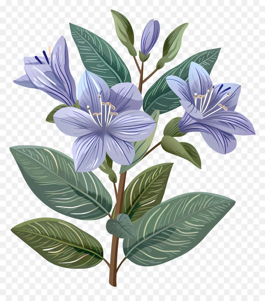 Flor De Jasmim Azul，Fotografia Da Flor PNG