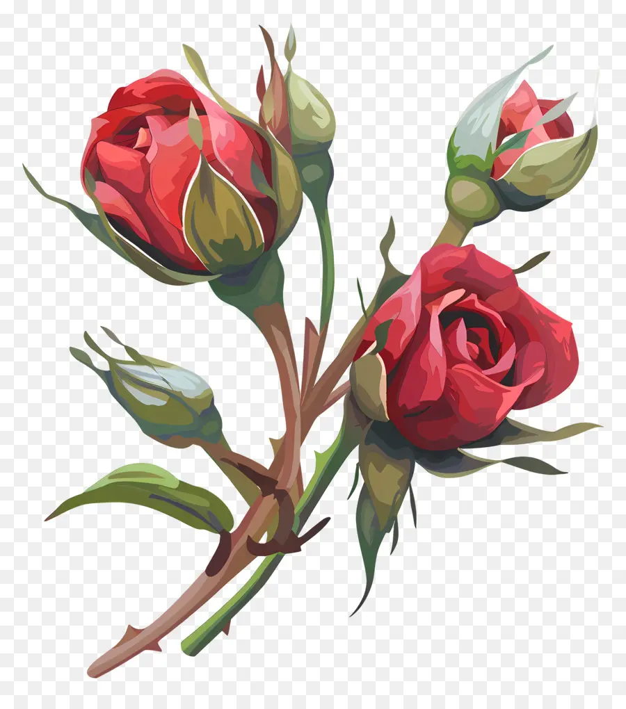 Botões De Rosa，Rosas Vermelhas PNG