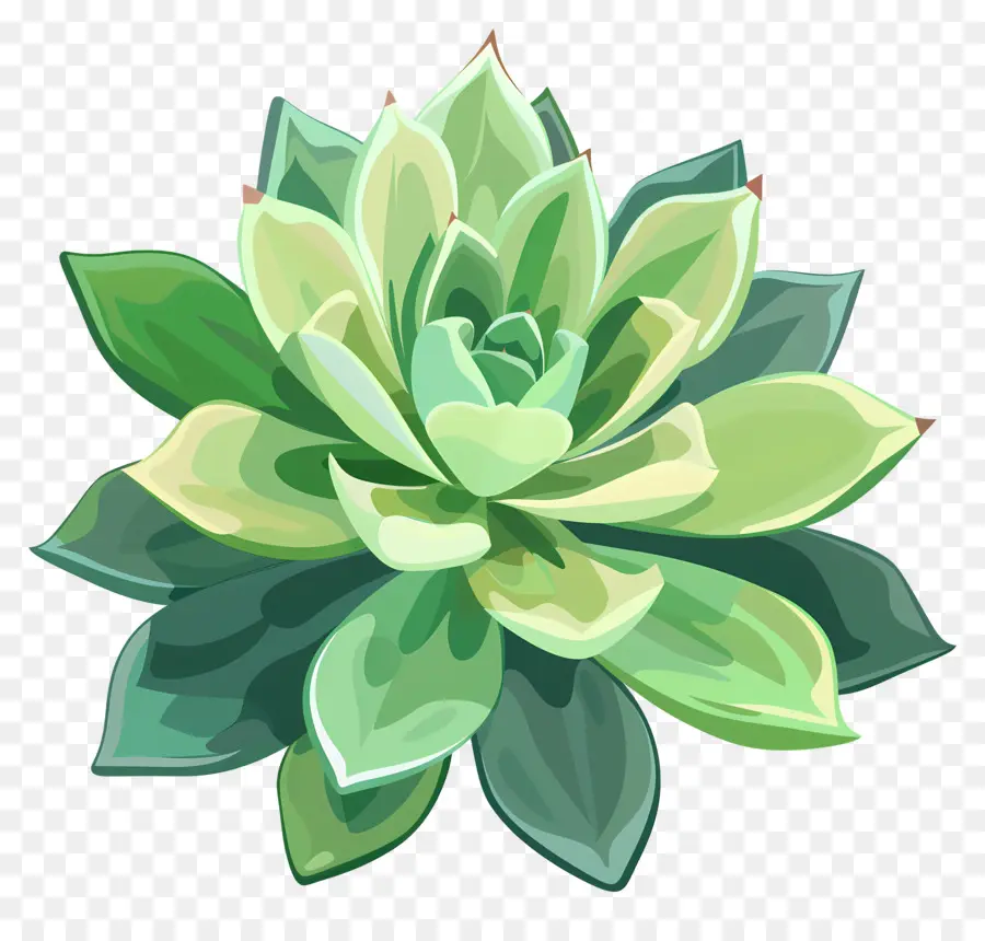 Suculenta Planta，Folhas Verdes PNG