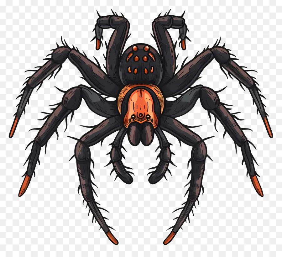 Halloween Aranha，Tarantula Spider PNG