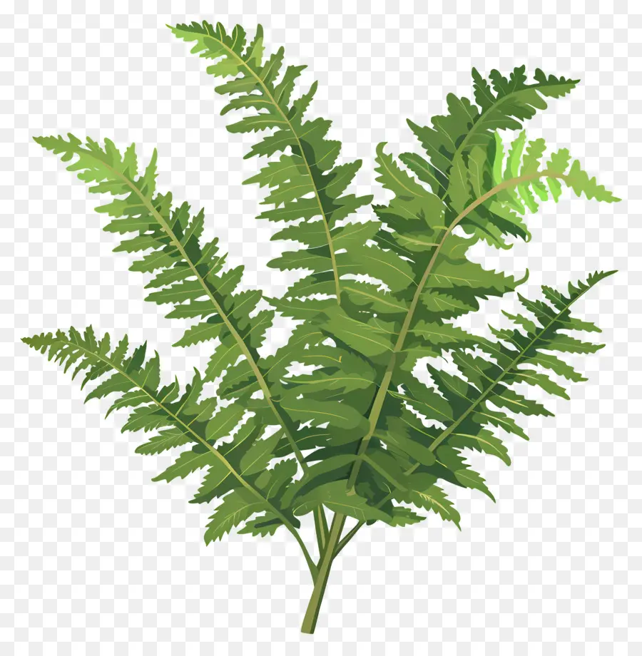 Fern Plant，Planta Verde PNG