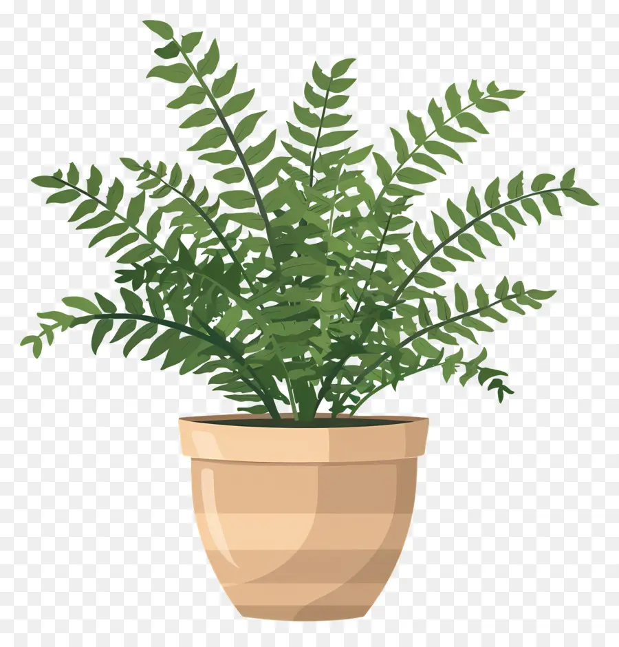 Fern Plant，Planta De Vaso PNG