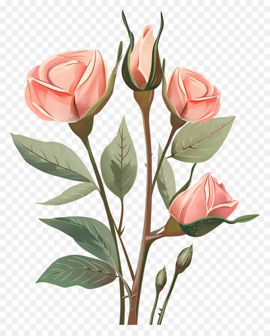 Botões De Rosa，Rosas Cor De Rosa PNG