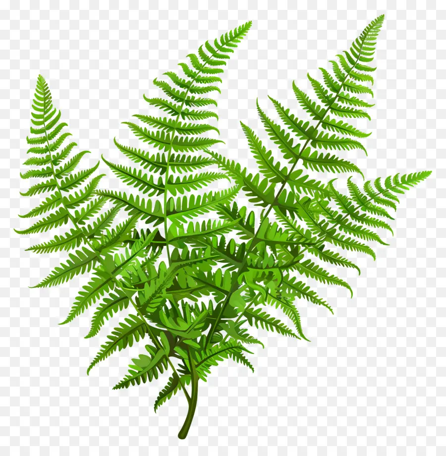 Fern Plant，Samambaia Verde PNG