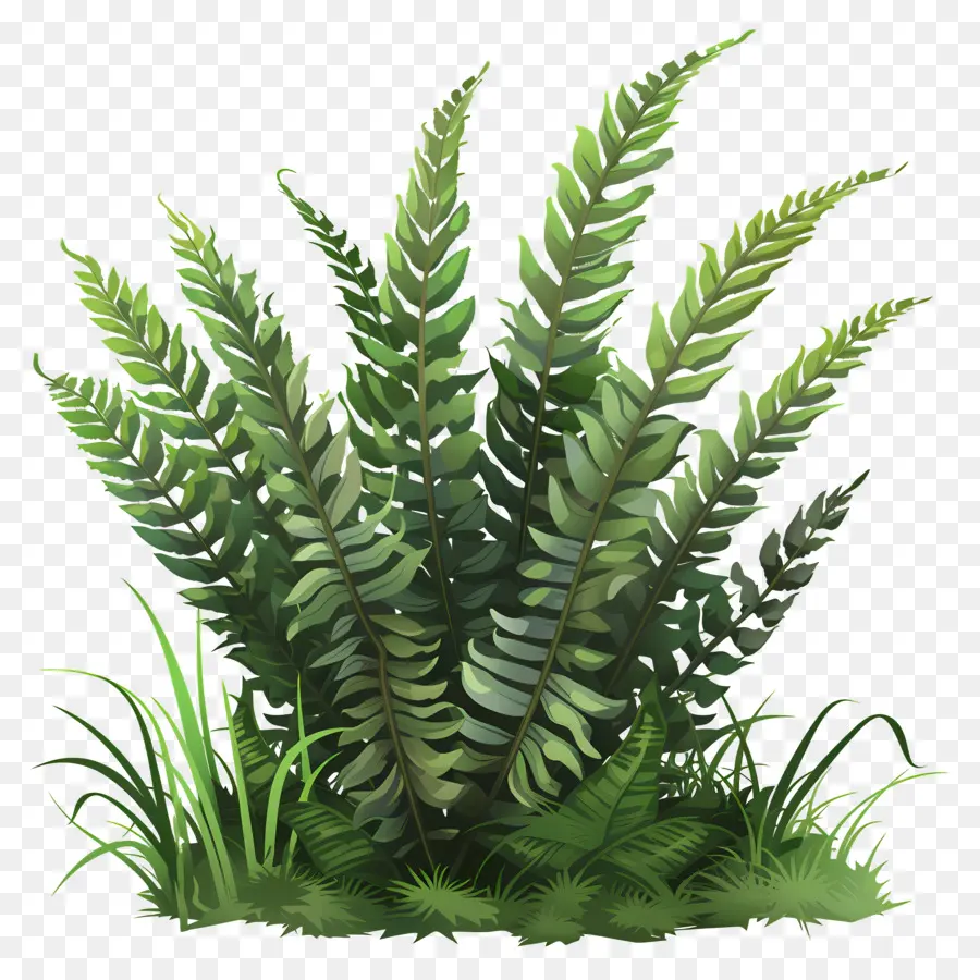 Fern Plant，Samambaias PNG