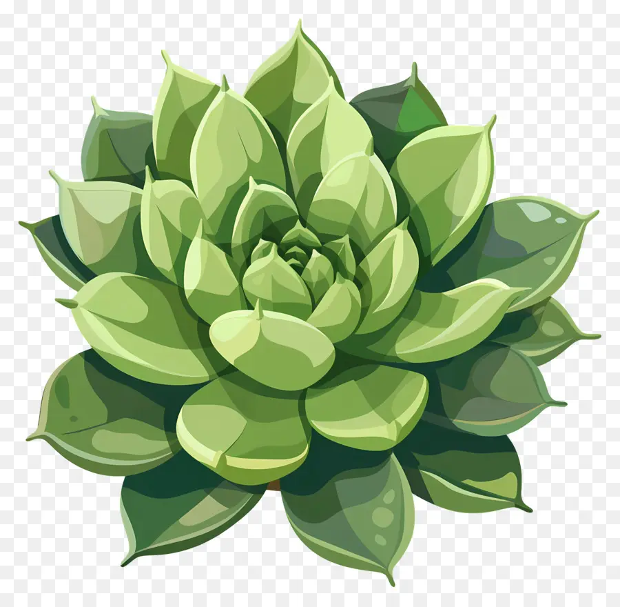 Suculenta Planta，Forma Redonda PNG